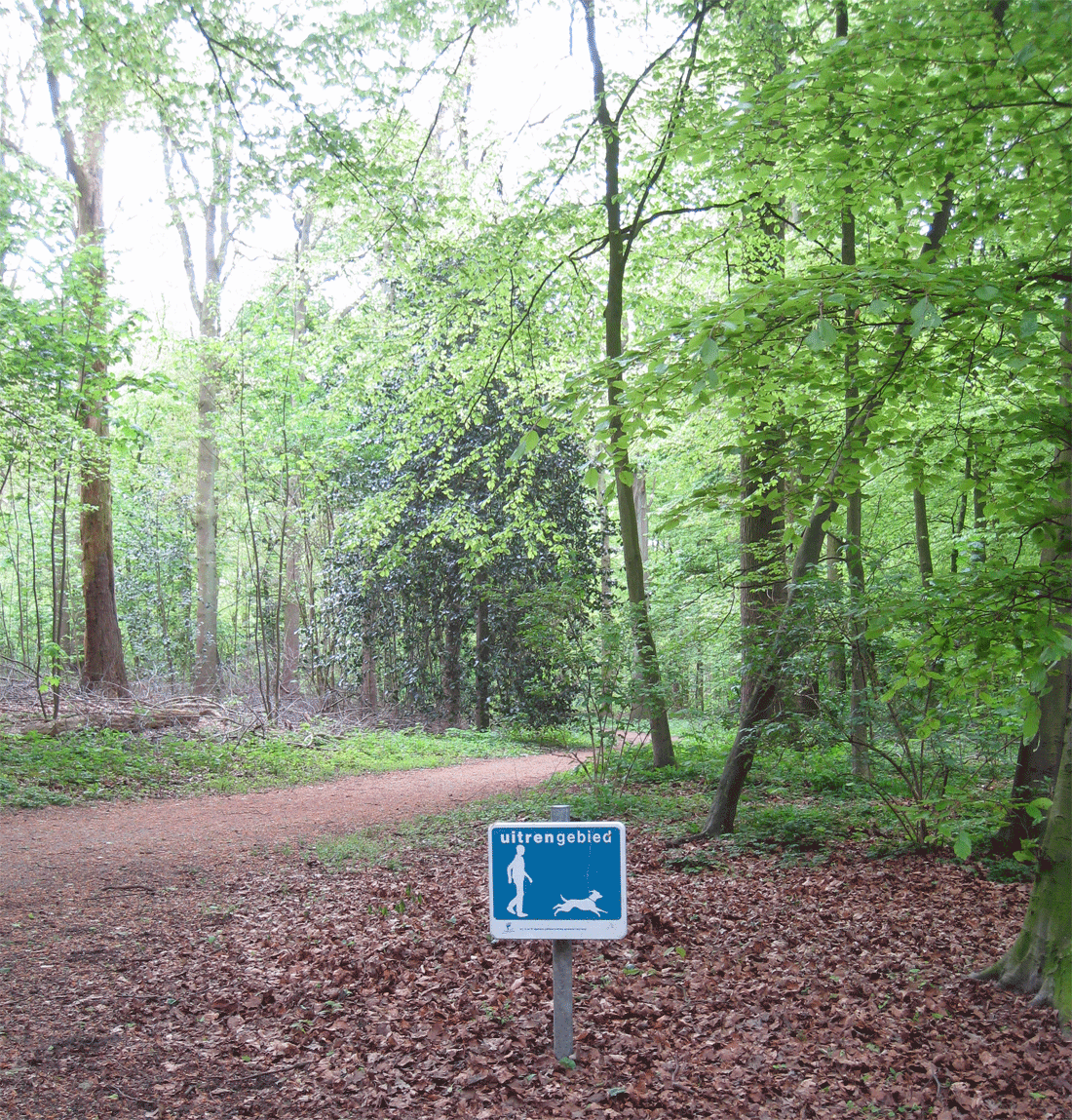 De eerste regels voor het Haagse Bos stammen uit de middeleeuwen