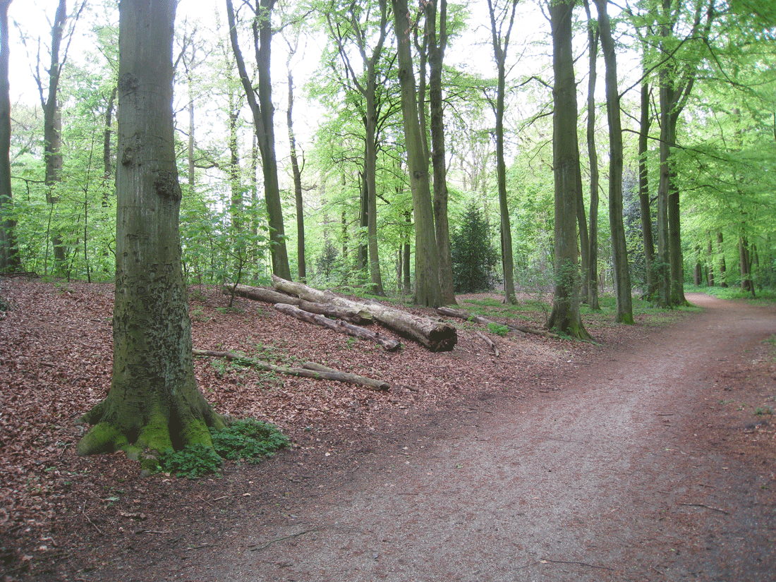 Haagse Bos in 2010