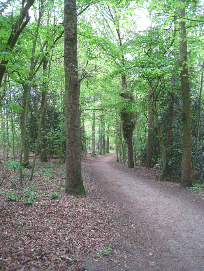 Pad in het Haagse Bos